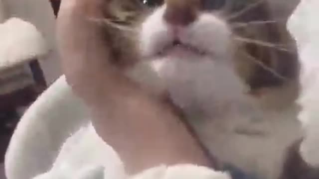 Do not Leave me...Funny Cat Video