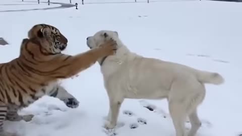 friendly tiger and dog