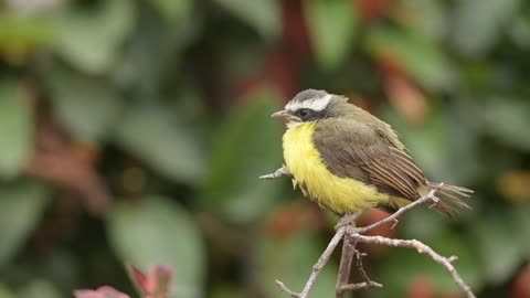 Little Bird Perched on Woodd