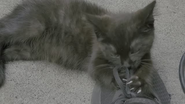 Playful Little Kitten