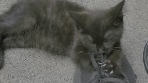 Playful Little Kitten