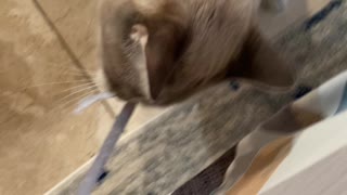 Cat khaleesi