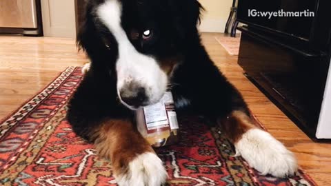 Black dog licking peanut butter on ground