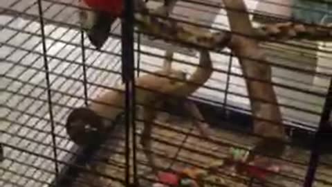 Irish Parrot Has A Foul Mouth
