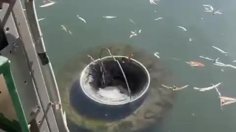 FLOATING GARBAGE BINS