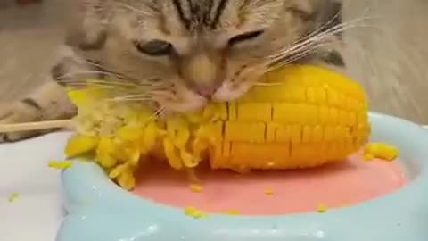 Cat Eats Corn