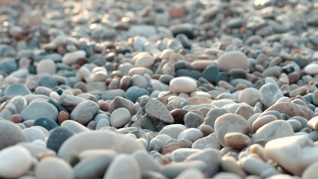 baby turtle climbing over stones on sea beach small