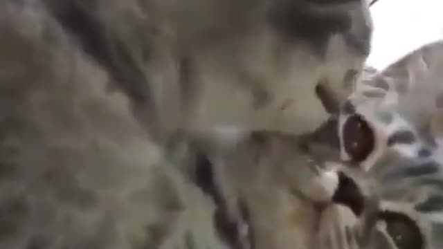 Kissing cat