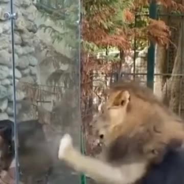 😲 Don't Support Zoos 😲 #shorts