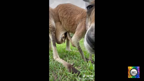 Baby Kangaroo In Mothers Pouch