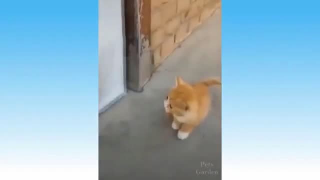 Kitten Aren't Allow To Get Inside
