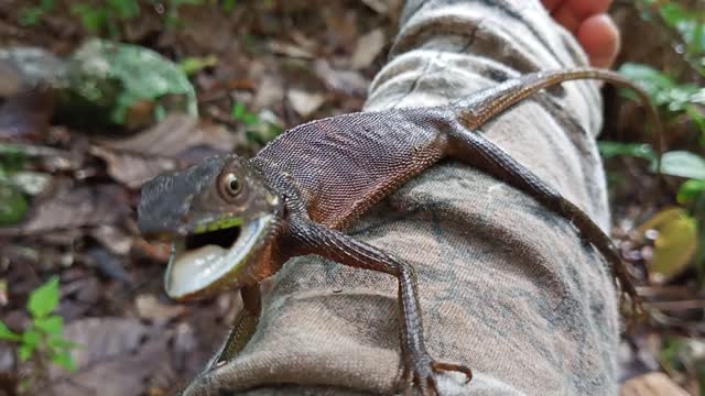 Flying lizard