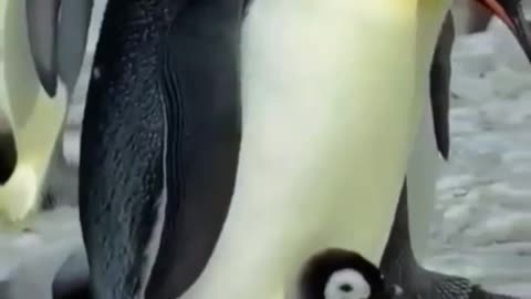 Penguin