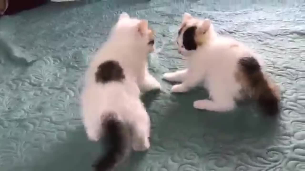 Cute and Funny Cat Video_Cat Fight