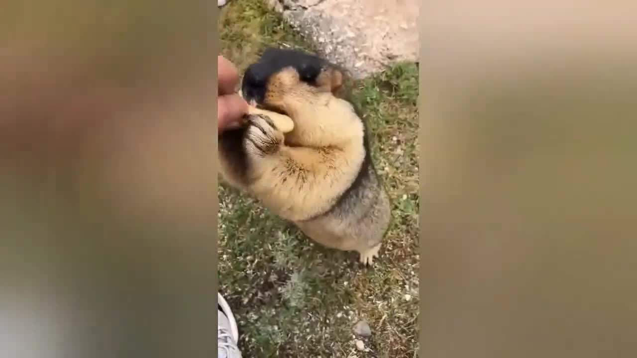 Funny Pets 003