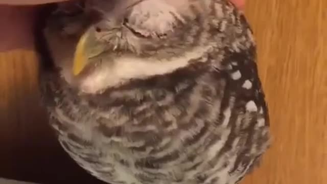 The spoiled pet owl is too cute