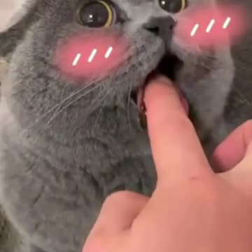 My cute pets wants to play with me#rumble #pets