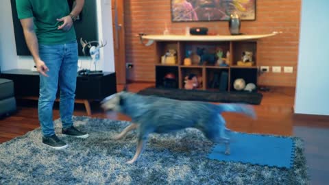 Como ensinar o comando JUNTO em seu amigo cão