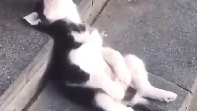 Nature & Animals🌴 - mood