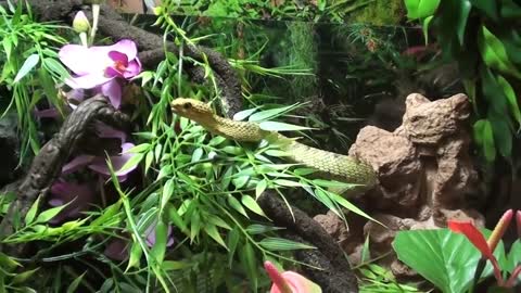 Top 5 most beautiful and colorful snakes