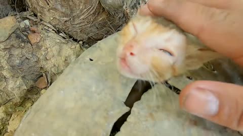 Rescue poor kitten who is begging for help because he is stuck and having trouble breath