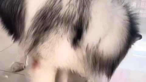 Fight cats