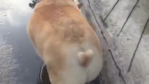 Funny corgi