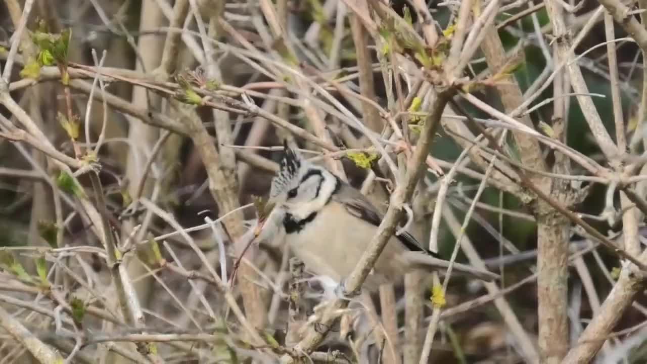 A lovely little bird on a branch