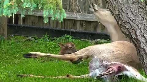 See how much pain this deer is having while giving birth