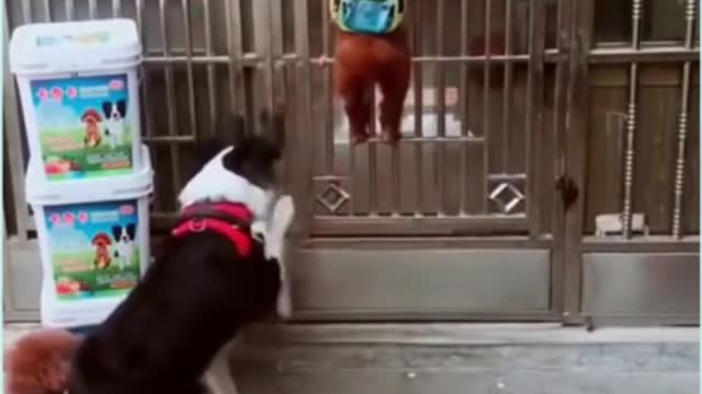 Funny dog and cute dog try not laugh #short