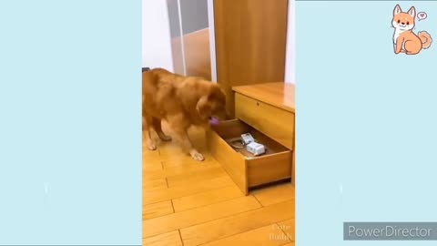 Cute dog training best