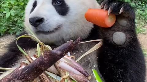 The greedy giant panda