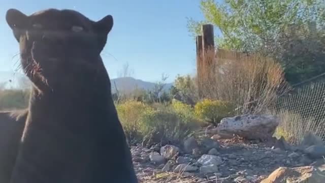 Leopards, against the light, look very handsome