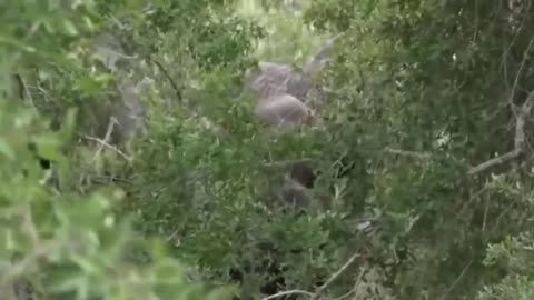 Wild animals / Animals fight / Animals lovers/Fight for living /wilfd discovery