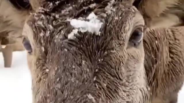 The snow was so heavy that the deer could not find food.