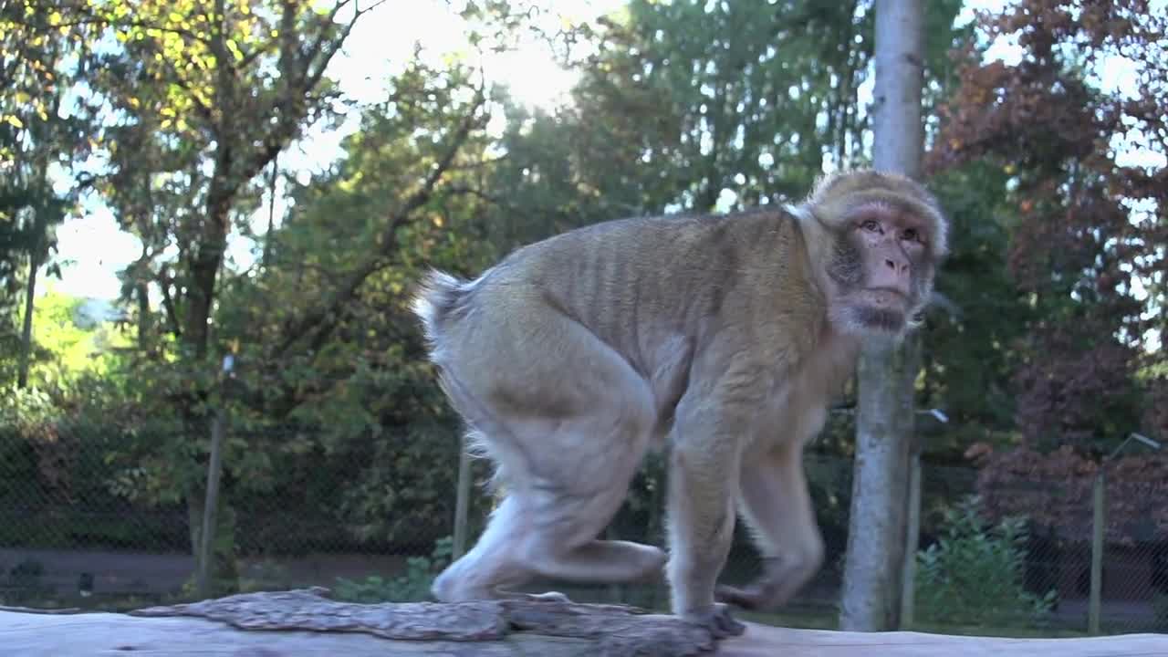 apes. monkey. chimpanzee. wildlife animals nature. slow motion