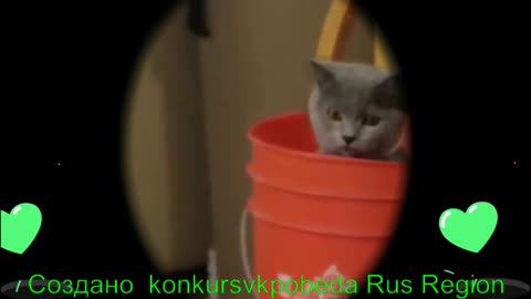 Умный кот