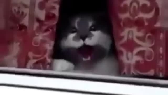 screaming cat goes crazy