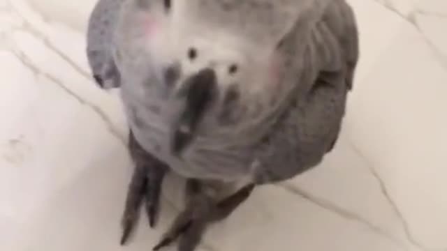 grey parrot