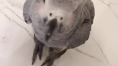 grey parrot