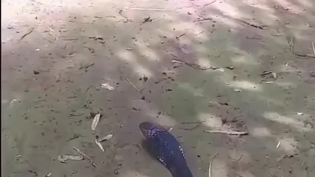 Snake going on road
