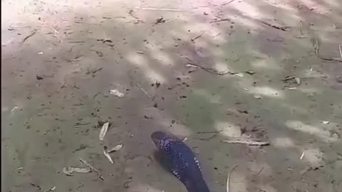 Snake going on road
