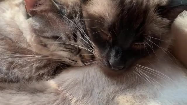 Cat In Love With Each Other