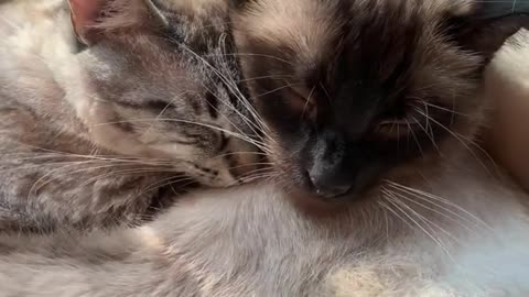 Cat In Love With Each Other