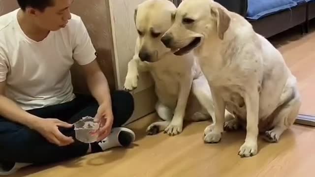 You will get STOMACH ACHE FROM LAUGHING SO HARD🐶Funny Dog Videos