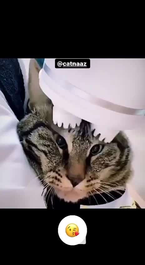 Cat massager