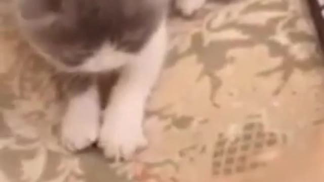 animais engraçados