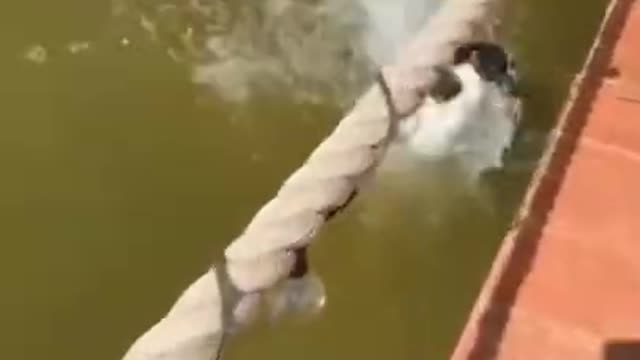 Funny Pet Animals Videos 😂😆