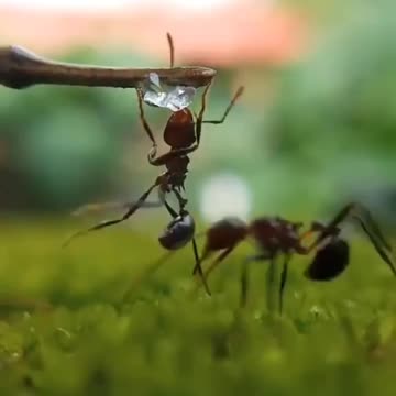 Ant lovers video