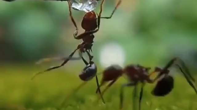 Ant lovers video